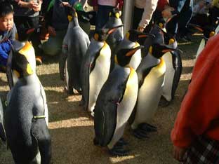 ペンギン.jpg
